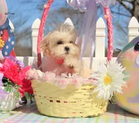 Bitsy, a female Shichon for sale in Carrollton, MO – Photo 10 of 10