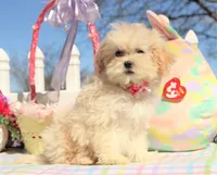 Bitsy, a female Shichon for sale in Carrollton, MO – Photo 4 of 10