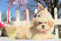 Bitsy, a female Shichon for sale in Carrollton, MO – Photo 5 of 10