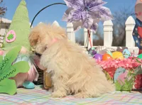 Bitsy, a female Shichon for sale in Carrollton, MO – Photo 6 of 10