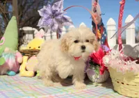 Bitsy, a female Shichon for sale in Carrollton, MO – Photo 9 of 10