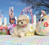 Bitsy, a female Shichon for sale in Carrollton, MO – Photo 2 of 10
