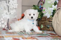 Cotton, a male Shichon for sale in Carrollton, MO – 2 of 10