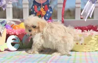 Inky, a male Shichon for sale in Carrollton, MO – Photo 10 of 10