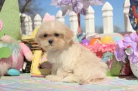 Inky, a male Shichon for sale in Carrollton, MO – Photo 5 of 10
