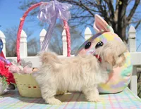 Inky, a male Shichon for sale in Carrollton, MO – Photo 6 of 10