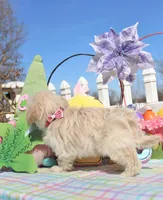 Inky, a male Shichon for sale in Carrollton, MO – Photo 4 of 10