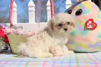 Inky, a male Shichon for sale in Carrollton, MO – Photo 3 of 10