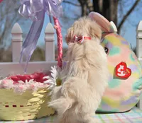 Inky, a male Shichon for sale in Carrollton, MO – Photo 8 of 10