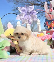Inky, a male Shichon for sale in Carrollton, MO – Photo 9 of 10