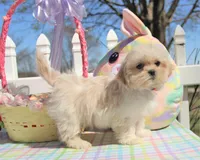 Inky, a male Shichon for sale in Carrollton, MO – Photo 2 of 10