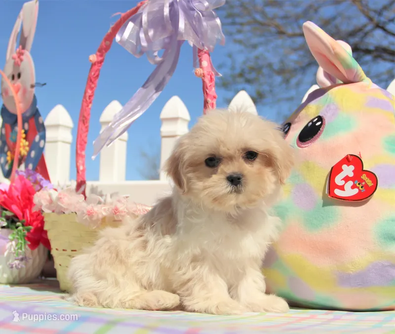 Inky – Shichon puppy for sale in Carrollton, MO