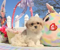 Inky, a male Shichon for sale in Carrollton, MO – Photo 1 of 10