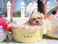 Inky, a male Shichon for sale in Carrollton, MO – Photo 7 of 10