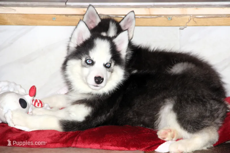 Akc Wookie – Siberian Husky puppy for sale in Carrollton, MO