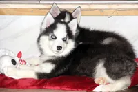 Akc Wookie, a male Siberian Husky for sale in Carrollton, MO – 1 of 10
