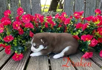 Akc Draken, a male Siberian Husky for sale in Carrollton, MO – 2 of 6