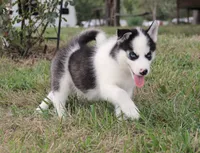 Akc Naga, a female Siberian Husky for sale in Carrollton, MO – 7 of 9