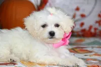 Didi, a female Bichon Frise and Shichon for sale in Carrollton, MO – 3 of 9