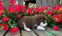 Akc Aegon, a male Siberian Husky for sale in Carrollton, MO – 3 of 6