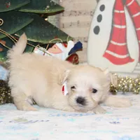 Frosty, a male Shichon for sale in Carrollton, MO – Photo 1 of 9