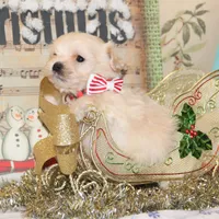 Frosty, a male Shichon for sale in Carrollton, MO – Photo 6 of 9