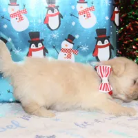 Frosty, a male Shichon for sale in Carrollton, MO – Photo 8 of 9