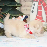 Frosty, a male Shichon for sale in Carrollton, MO – Photo 3 of 9