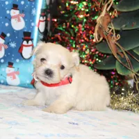 Frosty, a male Shichon for sale in Carrollton, MO – Photo 5 of 9