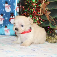 Frosty, a male Shichon for sale in Carrollton, MO – Photo 4 of 9