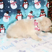 Frosty, a male Shichon for sale in Carrollton, MO – Photo 7 of 9
