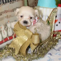 Frosty, a male Shichon for sale in Carrollton, MO – Photo 2 of 9