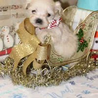 Frosty, a male Shichon for sale in Carrollton, MO – Photo 9 of 9
