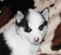 Akc Vivi, a female Siberian Husky for sale in Carrollton, MO – 6 of 10