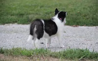 Akc Naga, a female Siberian Husky for sale in Carrollton, MO – 2 of 9