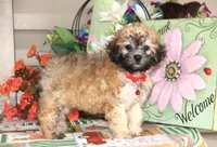 Yume, a male Bichon Frise and Shichon for sale in Carrollton, MO – 2 of 10