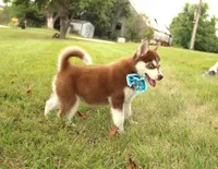 Akc Jyn, a female Siberian Husky for sale in Carrollton, MO – 3 of 8