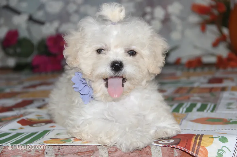 Emmy Lou – Shichon puppy for sale in Carrollton, MO