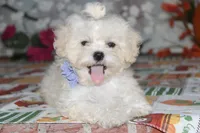 Emmy Lou, a female Shichon for sale in Carrollton, MO – 4 of 4