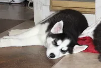 Akc Vivi, a female Siberian Husky for sale in Carrollton, MO – 3 of 8