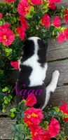 Akc Naga , a female Siberian Husky for sale in Carrollton, MO – 2 of 6