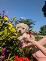 Bobble, a male Bichon Frise and Shichon for sale in Carrollton, MO – 4 of 10