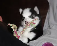 Akc Vader, a male Siberian Husky for sale in Carrollton, MO – 2 of 10