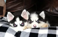 Akc Vivi, a female Siberian Husky for sale in Carrollton, MO – 8 of 8