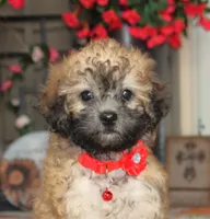 Yume, a male Bichon Frise and Shichon for sale in Carrollton, MO – 10 of 10