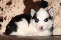 Akc Vivi, a female Siberian Husky for sale in Carrollton, MO – 9 of 10