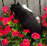 Akc Chimera , a female Siberian Husky for sale in Carrollton, MO – 2 of 6