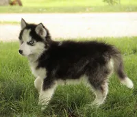 Akc Wookie, a male Siberian Husky for sale in Carrollton, MO – 4 of 10