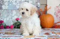 Zibo, a male Shichon for sale in Carrollton, MO – 6 of 10