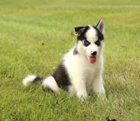 Akc Naga, a female Siberian Husky for sale in Carrollton, MO – 6 of 9